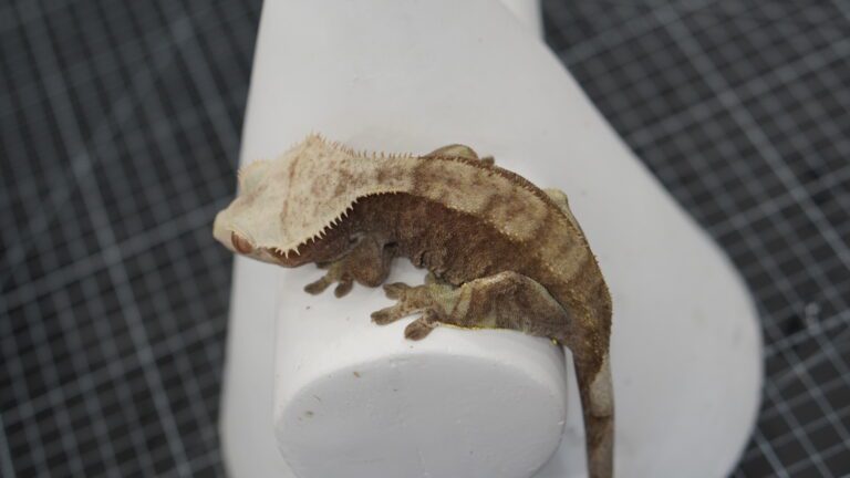 crested gecko olive green patternless 0033