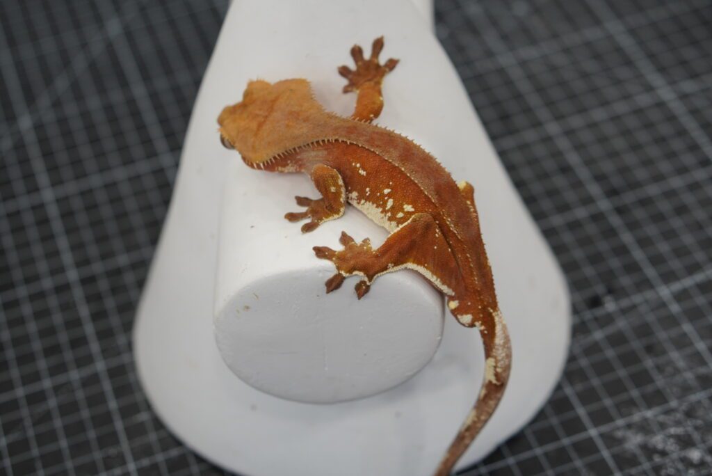 red crested gecko full body shot 0116