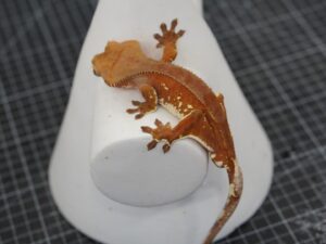 red crested gecko full body shot 0116