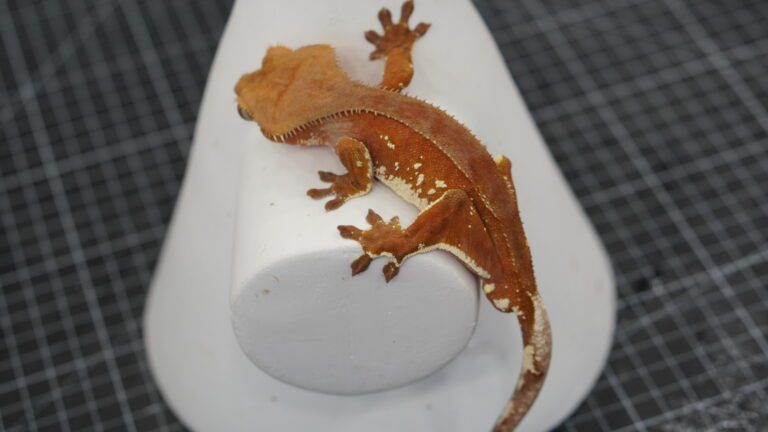 red crested gecko full body shot 0116