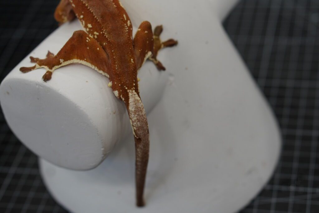 red crested gecko tail close up shot 0116