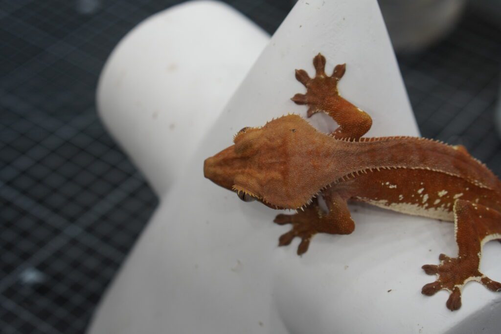 red crested gecko head close up shot 0116