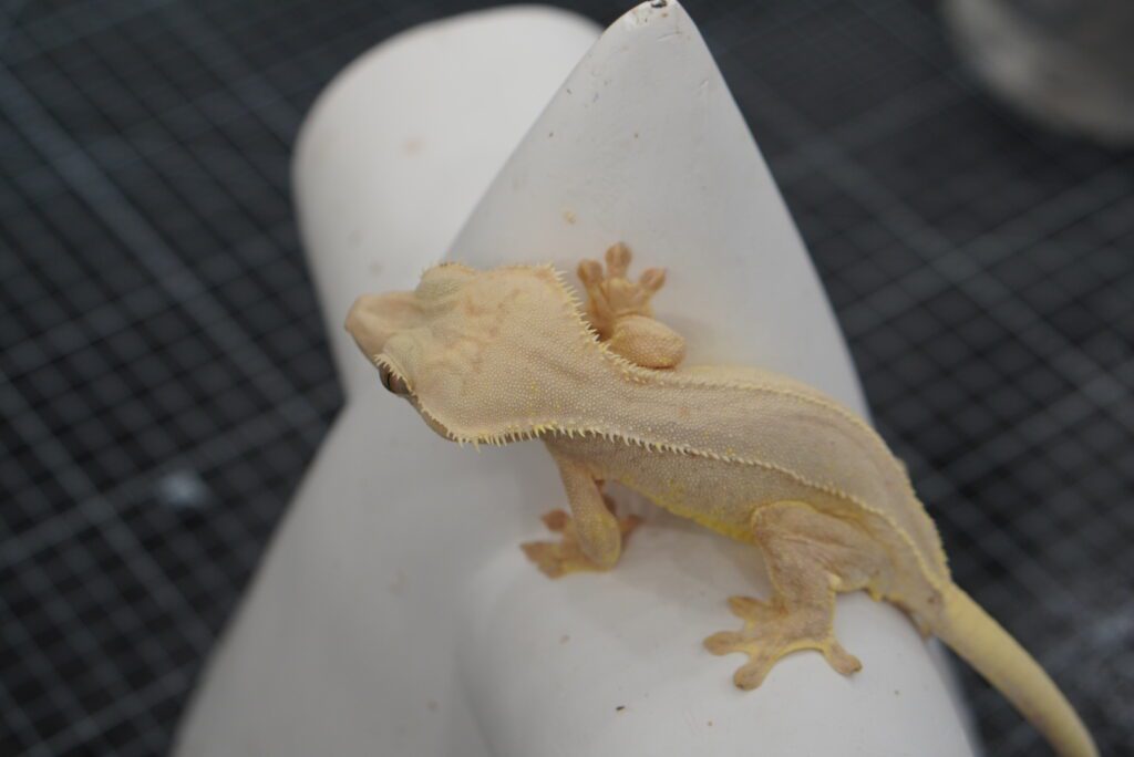 crested gecko cream lily white head close up shot