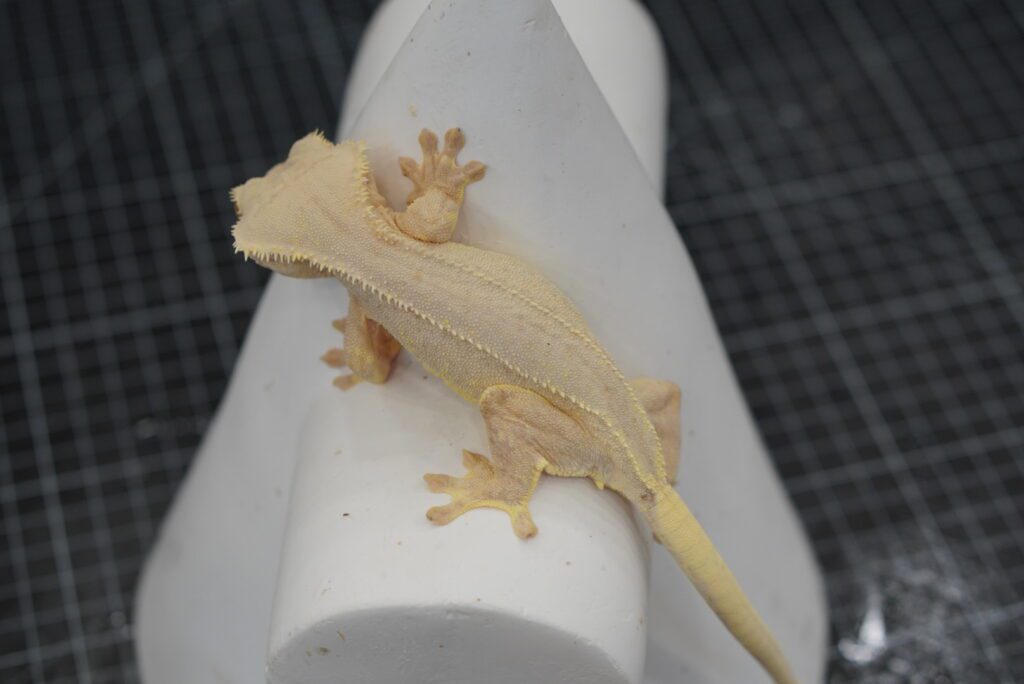crested gecko cream phantom lily white full body shot