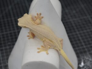 crested gecko cream phantom lily white full body shot
