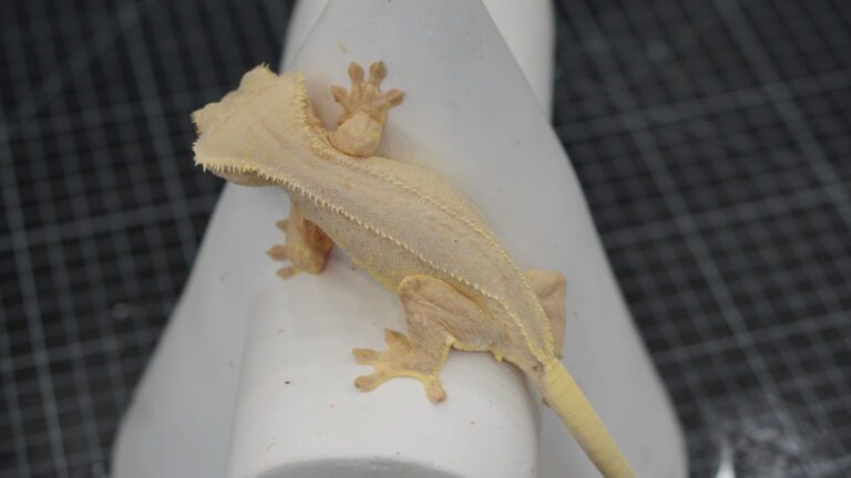 crested gecko cream phantom lily white full body shot