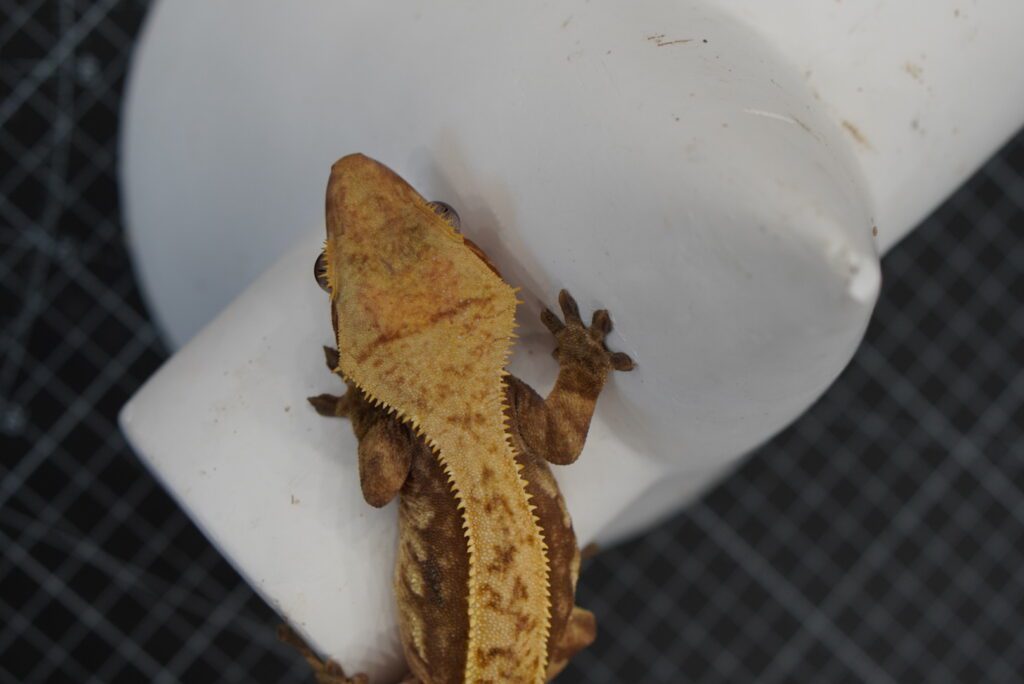 crested gecko red harley head close-up shot
