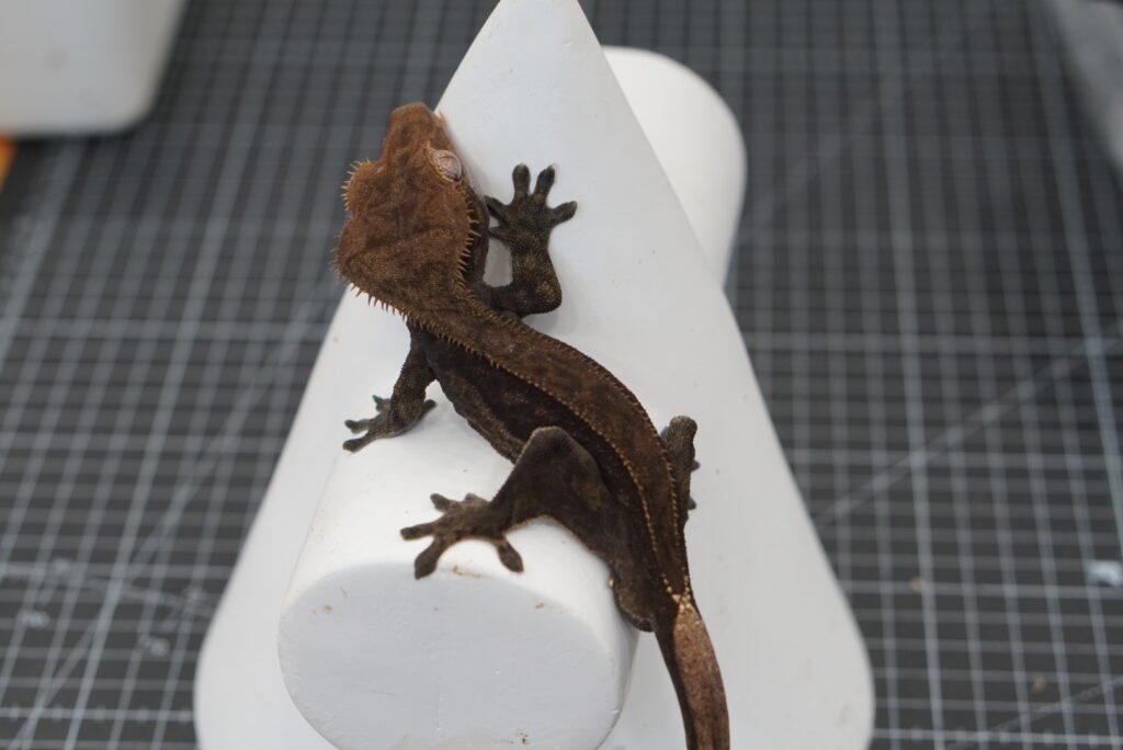 crested gecko charcoal full body shot
