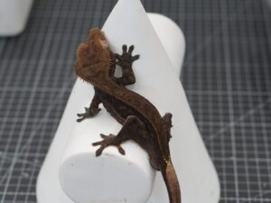 crested gecko charcoal full body shot