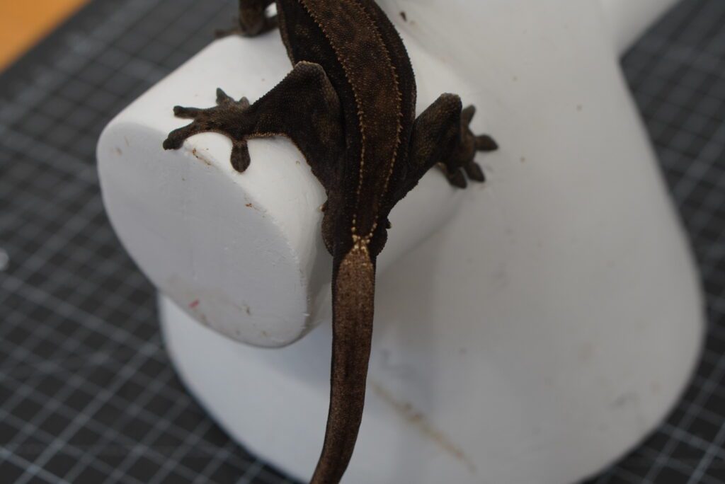 crested gecko charcoal tail close-up shot