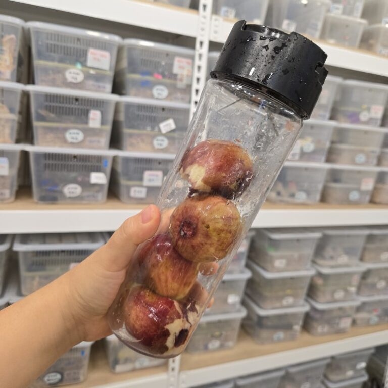 크레스티드게코 과일 급여 가이드, 안전한 종류와 칼슘 비율