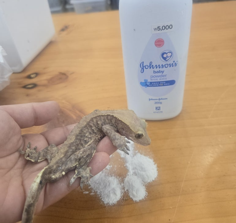 cresged gecko shedding issue2