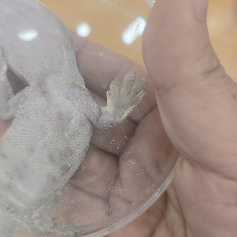 cresged gecko shedding issue2