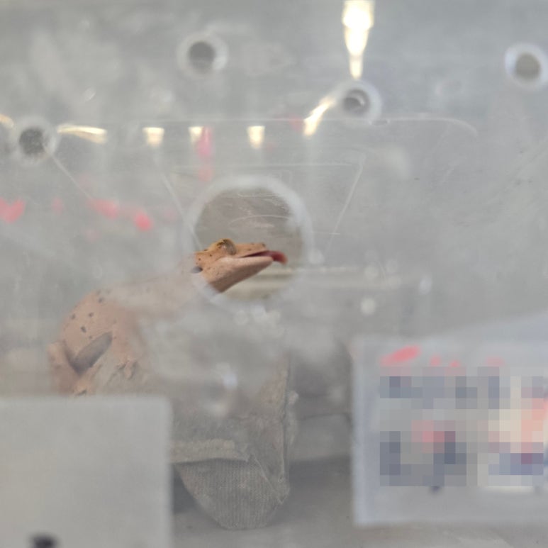 크레스티드게코 분무 수돗물