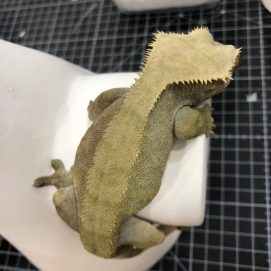 크레스티드게코 올리브그린