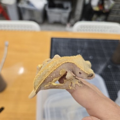 크레스티드게코 레드할리퀸 풀핀