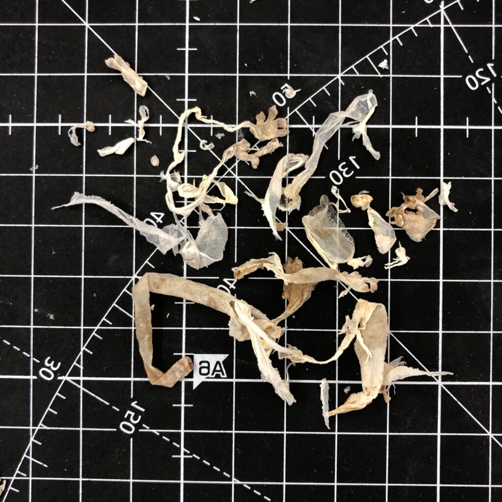 crested gecko shedding problem