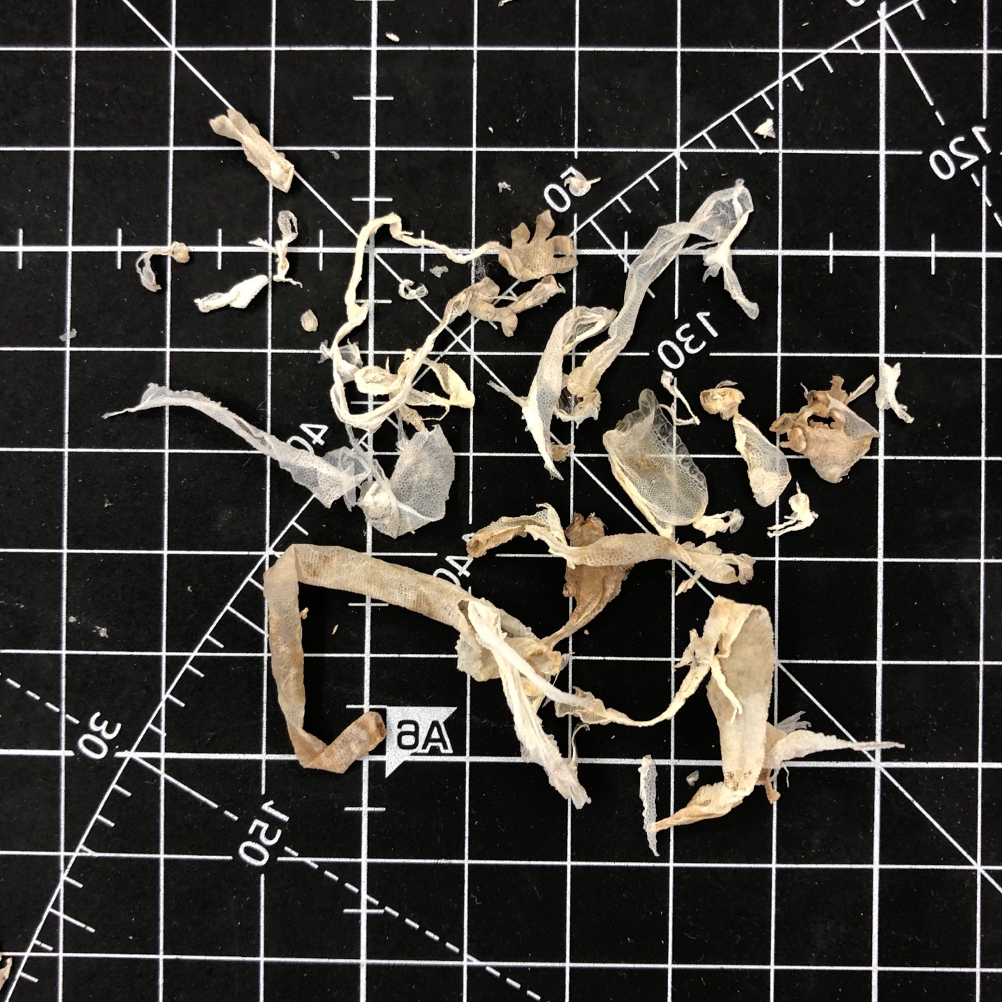 crested gecko shedding problem