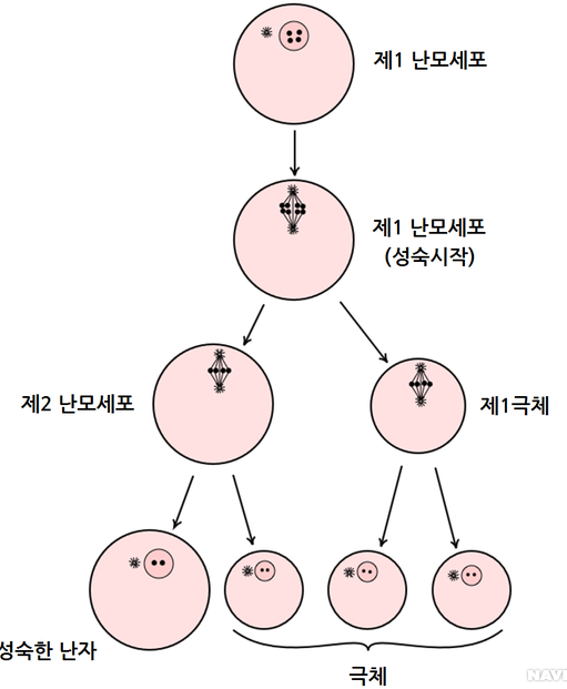 크레스티드게코 처녀생식 설명 - 극체