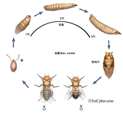 초파리 생애주기