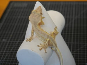 크레스티드게코 레드 팬텀 핀스트라이프