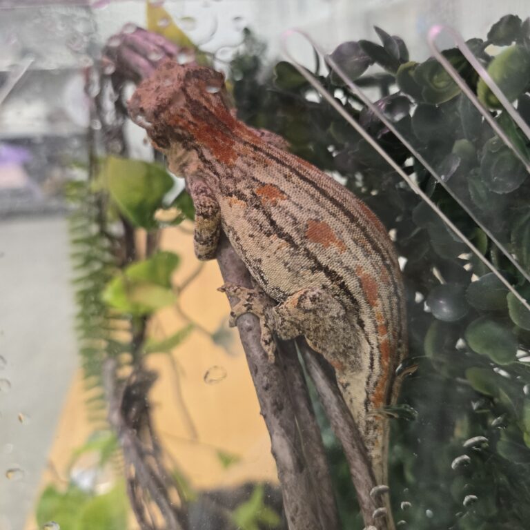 가고일게코